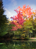 tableau decoratif, decoration, tableau decoration, tableau abstrait, paysage de vende, paysage de bretagne, paysage de mer, cadeau,photo, lumire, treillires, chateau du haut gesvres, lac, automne, arbres, feuilles mortes, hetre, jaunie, rougie, jaune, rouge, bleu, ciel, buage, 