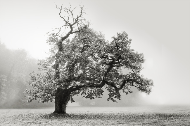 tableau decoratif, decoration, tableau decoration, tableau abstrait, paysage de vende, paysage de bretagne, paysage de mer, cadeau,noir et blanc, Nantes, Erdre, valle, champ, arbre, soleil, yellow, bleu, ciel nuages, bord, rivire, brume, chantrerie, favorites
