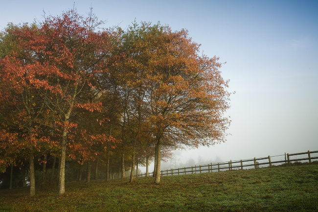 tableau decoratif, decoration, tableau decoration, tableau abstrait, paysage de vende, paysage de bretagne, paysage de mer, cadeau,Nantes, Erdre, valley, butterfly, field, tree, sun, blue, sky, fog, chantrerie, creek